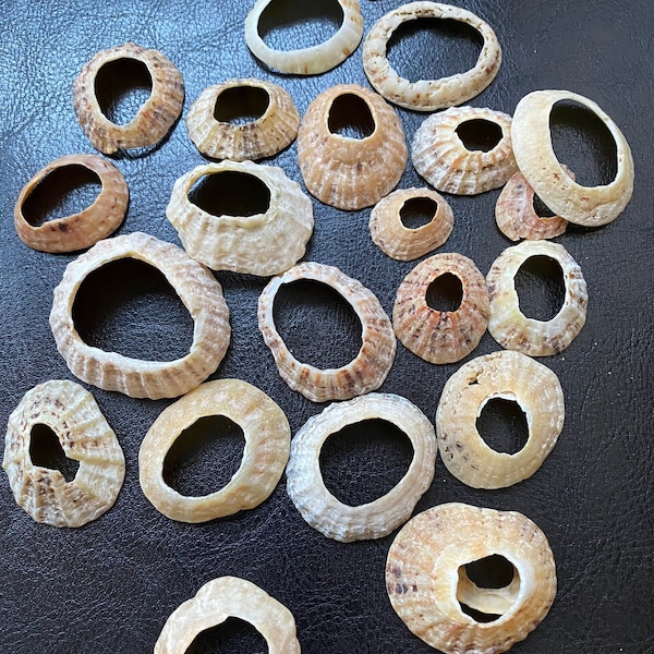 Limpet shells with holes - 15 Scottish shells natural holes / rings, perfect for jewellery, mobiles, crafting, wind chimes, home decor