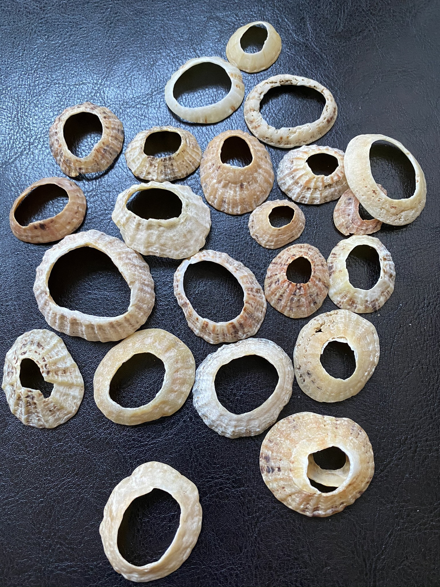 Limpet Shells With Holes 15 Scottish Shells Natural Holes / Rings