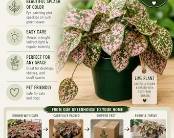 Polka Dot Plant Live Houseplant | Hypoestes Splash Plant in 4" Pot | Pink, Red, White & Confetti Colors | Colorful Indoor Plant