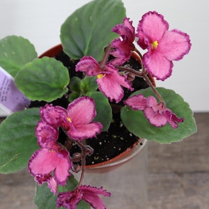 Painted desert African Violet live plant, young starter in a 4&quot; pot | Variegated | Pink | 2 plants required per order |