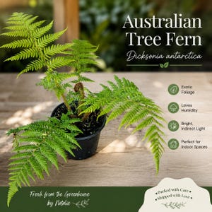 May include: An Australian Tree Fern, Dicksonia antarctica, in a black plastic pot. Text reads: Australian Tree Fern, Dicksonia antarctica, Exotic Foliage, Loves Humidity, Bright, Indirect Light, Perfect for Indoor Spaces, Fresh from the Greenhouse by Natalie, Packed with Care, Shipped with Love.