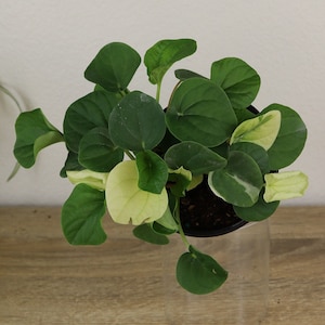 Variegated Peperomia plant Rana Verde 4" plant, live Rana Verde plant,  Variegated peperomia - Etsy.de