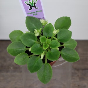 Honey Blue Ace Mini African Violet plant in a 2" pot, Miniature Semidouble blue with white edge  *2 item minimum on orders*