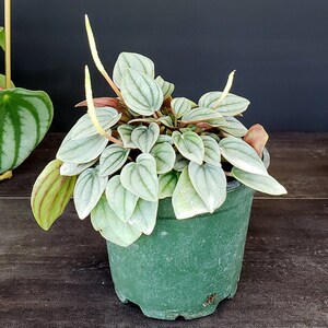 Peperomia Napoli Nights Live Plant in 4" Pot | Frosted Silver Peperomia | Rare Tropical Houseplant | 2 Item Minimum