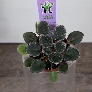 May include: A small potted plant with dark green leaves edged in white and pink. A purple label reads "Cajun's Lil Love" with a green logo. The plant sits in a clear plastic container on a wooden surface.