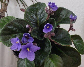 CURRENTLY BLOOMING African Violet live plant flowering "Tamiko 30" 4.5" blooming Violet plant | 2 plants required per order |