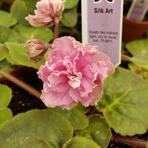 Silk Art African Violet live plant, young pre-finished starter in a 4" pot | 2 plants required per order |