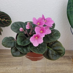 LIVE African Violet live plant "amai 55" 4" live african violet plant, rare African violet *2 item minimum on orders*