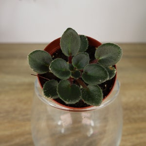 May include: A small potted African violet plant with dark green, rounded leaves and a light green edge. The plant sits in a clear glass container. Other potted plants are in the background.