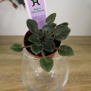 African Violet plant 2&quot; Miniature violet plant &quot;Rob&#39;s Dust Strom&quot;,rare miniature african violet plant