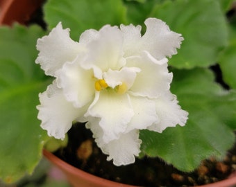 Tropical White African Violet Plant - Starter 4" Pot