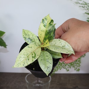 Live Ficus plant Shivereana Moonshine plant, Variegated moonshine Ficus, Ficus Shivereana Moonshine in a 4&quot; pot| 2 plants requires per order