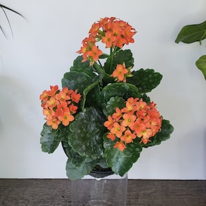 Live Blooming Kalanchoe Plant 4.5" Pot | Flaming Katy Flowering Houseplant | Kalanchoe Blossfeldiana | 2-Plant Minimum
