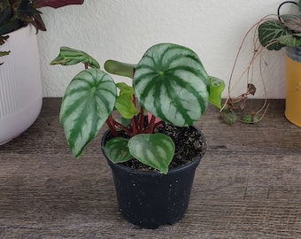 Watermelon peperomia plant in a 4" pot, Live houseplant | Must Order 2+ Plants (Mix and Match OK)