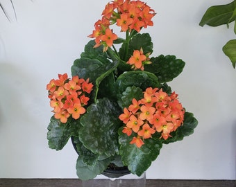 LIVE Blooming Kalanchoe blossfeldiana plant 4.5" pot, flaming katy flowering Kalanchoes, Live potted plant, *2 item minimum on orders*