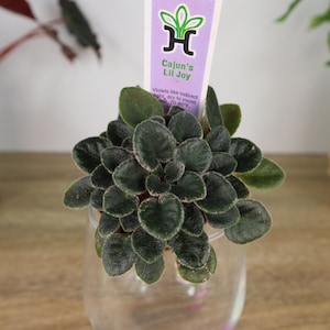 Cajun Lil Joy Mini African Violet live plant in a 2" pot, Semi Miniature pink variegated African violet plant | 2 plants required per order