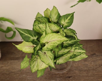 May include: A white and green variegated houseplant with heart-shaped leaves in a clear glass pot. The plant is sitting on a wooden surface.
