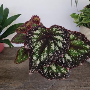 May include: A close-up of a Begonia plant with large, dark green leaves speckled with white spots. The leaves have a deep burgundy underside and pink edges. The plant is in a clear pot, with other plants in the background.