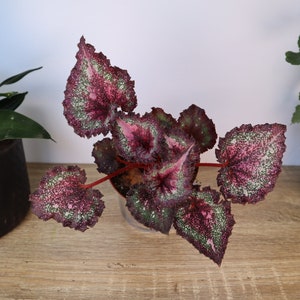 May include: A potted begonia plant with large, textured leaves in shades of pink, green, and burgundy. The plant sits on a wooden surface, with other potted plants in the background.
