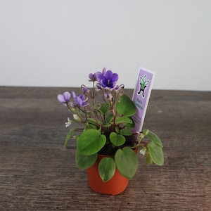Rob's Gundaroo Mini African Violet live plant in a 2" pot, Semi Miniature blue trailing african violet plant | 2 plants required per order |
