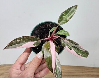 Pink Princess Galaxy Philodendron young 1" starter plug unrooted in a 4" pot  variegated philodendron live | 2 plants required per order |