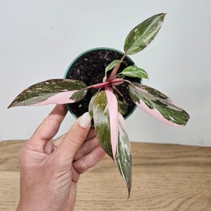 Pink Princess Galaxy Philodendron young 1" starter plug unrooted in a 4" pot  variegated philodendron live | 2 plants required per order |