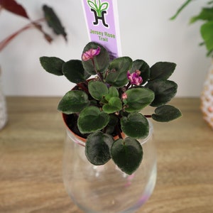 Jersey Rose Trail Mini African Violet live plant in a 2&quot; pot, Semi miniature trailing african violet plant | 2 plants required per order |