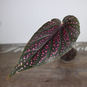 Pink Angelwing Begonia plant, Maculata angel wing in a  miniature 2" pot | 2 plants required per order