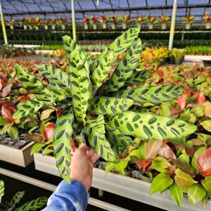 Rattlesnake Calathea live tropical plant in a 6" pot | 2 plants required per order |