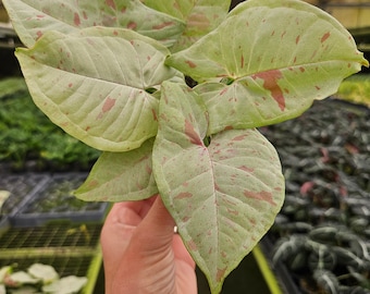 May include: A close-up of a houseplant with large, light green leaves with pink and white variegation.