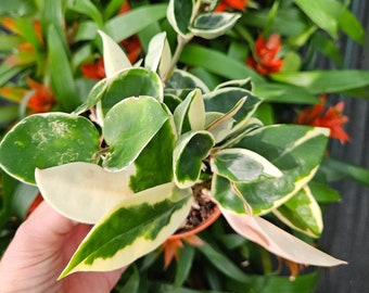 Variegated Hoya Chelsea plant in a 4" pot | plant lover gift | 2 plants required per order |