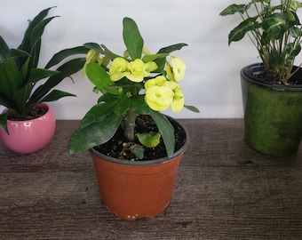 Crown of thorn live plant, yellow euphorbia milii flowering cactus, full sun outdoor blooming plant  | 2 plants required per order |