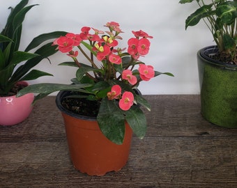 Crown of thorn live plant, pink euphorbia milii flowering cactus, full sun outdoor blooming plant  | 2 plants required per order |