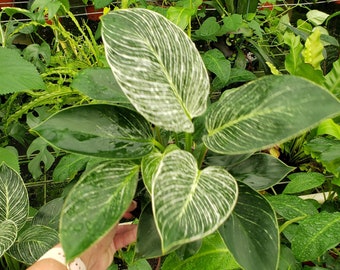 Philodendron Birkin plant, live white variegated tropical philodendron houseplant | 2-Plant Minimum |