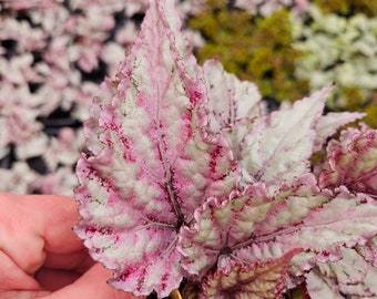 Merengue Rex Begonia Plant in a 5" pot, live begonia plant, silver begonia rex plant | 2 plant minimum on order|