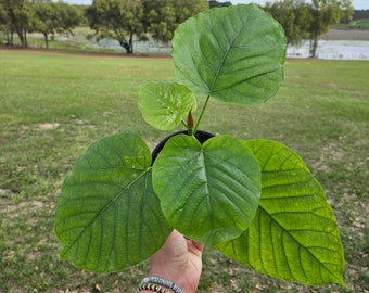 Ficus Umbrella plant in a 6" pot, live umbrella ficus | 2 plant minimum order required |