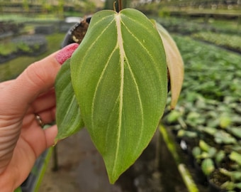 Philodendron Gloriosum live plant in a 4" pot | 2 plants required per order |