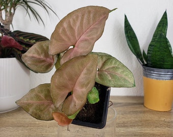 May include: A pink and green houseplant with large, heart-shaped leaves in a clear glass pot on a wooden surface.