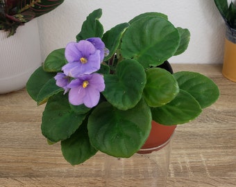 Cobie 32 African Violet live plant, young starter in a 4" pot | Blue Violet | 2 plants required per order |