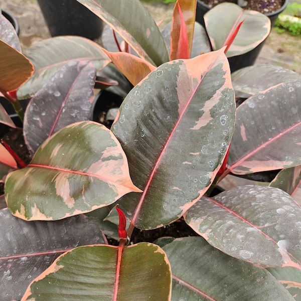 Ficus Elastica Ruby live plant in a 4" pot, pink variegated ficus | 2 plants required per order |