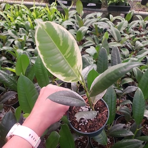 Ficus Tineke Elastica White Variegated Rubber Tree in 4″ Pot | Live Indoor Ficus Plant Gift | 2 Plants Required Per Order