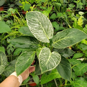 Philodendron Birkin plant in a 6&quot; pot, live rare tropical philodendron houseplant | 2 plants required per order |