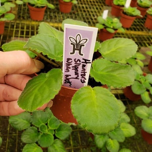 May include: A close-up of a potted African violet plant with large, green, fuzzy leaves. The plant has a label that reads "Hunter's Slippery When Wet". Other potted plants are visible in the background.