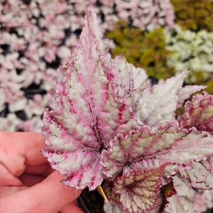 Merengue Rex Begonia Plant in a 5" pot, live begonia plant, silver begonia rex plant | 2 plant minimum on order|