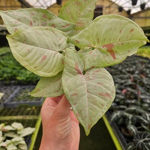 Confetti Syngonium live plant in a 4&quot; pot | 2 plants required per order |