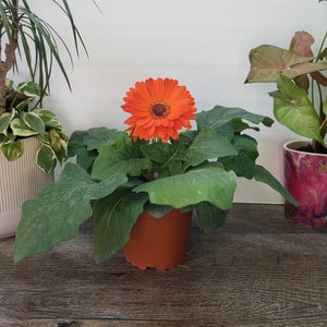 May include: A potted orange gerbera daisy plant with green leaves in a brown plastic pot. The plant is sitting on a wooden surface.