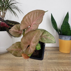 Pink Syngonium plant 3&quot; pot, live pink tropical houseplant, | plant lover gift |  | 2 plants required per order |