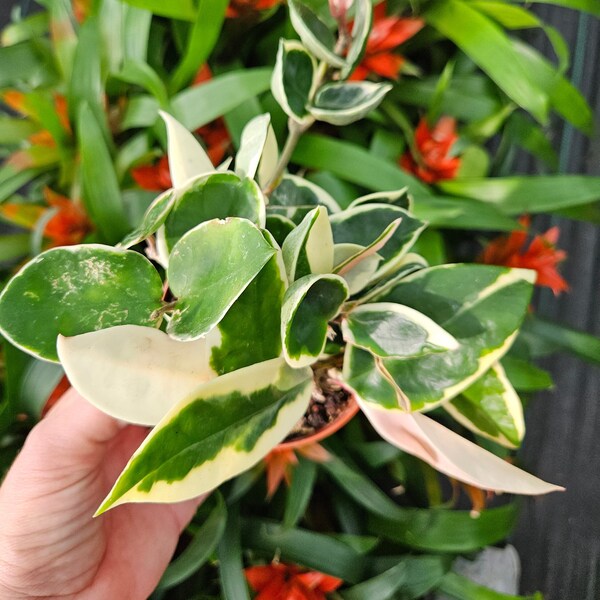 Variegated Hoya Chelsea plant in a 4" pot | plant lover gift | 2 plants required per order |