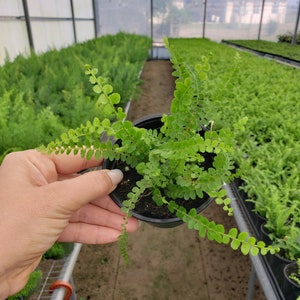 Lemon Button Fern - 4 Lemon Button Fern - 4