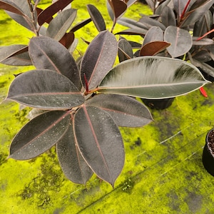 May include: A close-up of a rubber plant with dark green leaves and red veins. The plant is in a pot and is surrounded by green moss.